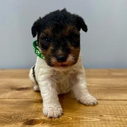 Chase (Dark green) - White and black male Wire Fox Terrier puppy in Knoxville, Tennessee from Wire Hairs of Knoxville