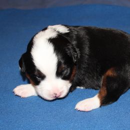 Anakin - Black tri male Miniature American Shepherd puppy in Hillsdale, Michigan from Faithwalk Aussies and Mini American Shepherds