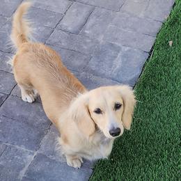 Faith - Dachshund