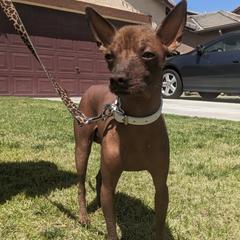 Xharro - Xoloitzcuintli