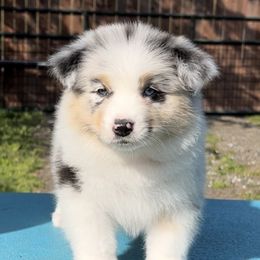 Australian Shepherd Puppies from Trilogy Australian Shepherds