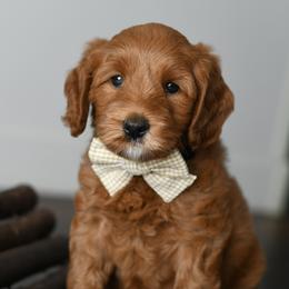 Australian Labradoodle Puppies from Snooze and Sniff Labradoodles