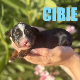 Cirie - Tri-color female Bernedoodle puppy in Gilbert, Arizona from Safe Havynn Doodles