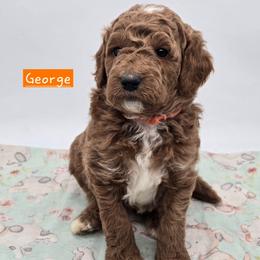 George - Red  male Goldendoodle puppy in Neillsville, Wisconsin from Granton Creek
