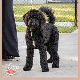 Geraldine - Black and white female Bernedoodle puppy in Connersville, Indiana from Deaz Doodle Ranch
