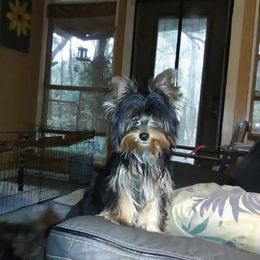 Dax - Yorkshire Terrier