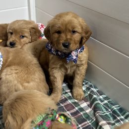 Colette - Golden female Golden Retriever puppy in Payette, Idaho from Stonewick Retrievers