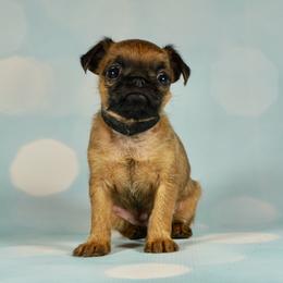 AKC Black Collar - Red male Brussels Griffon puppy in Florida from Robin’s Griffons