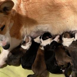 Pembroke Welsh Corgi puppies from D&D Country Corgis