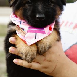 German Shepherd Puppies from di Casa Ortiz German Shepherds