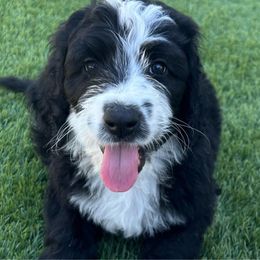 Brother - Sheepadoodle puppy from Desert Lily Doodles