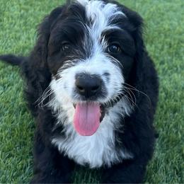 Brother - Sheepadoodle puppy from Desert Lily Doodles