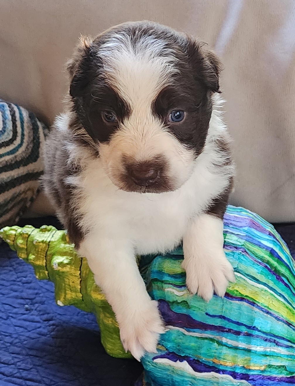 Miniature Australian Shepherds from Keyzee Aussies