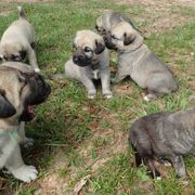 Kangal Puppies from DASA Ridge Kangals