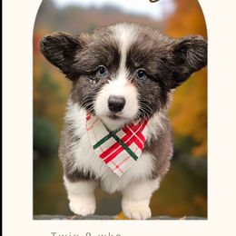 Twix - Gray and white female American Corgi puppy in Mansfield, Ohio from Moonrise corgis