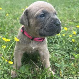 Pink Collar - Gray and fawn female Cane Corso puppy in Kingsport, Tennessee from Gray Cane Corsos