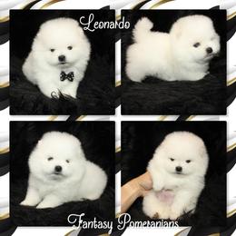 Leonardo - White male Pomeranian puppy in Anna, Texas from Fantasy Pomeranians & Fantasy Aussies