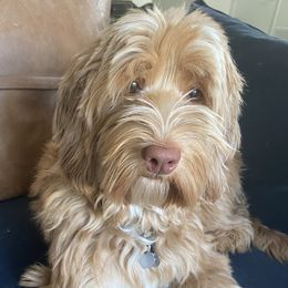 Lady - Australian Labradoodle