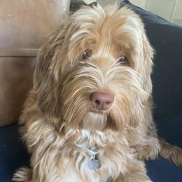 Lady - Australian Labradoodle