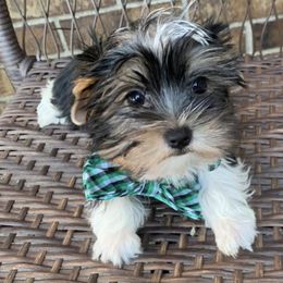 Yorkshire Terriers from Inskeep’s Precious Paws