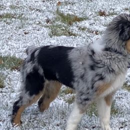 Miniature American Shepherds and Miniature Australian Shepherds from Opal’s Miniature Aussies