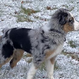 Miniature American Shepherds and Miniature Australian Shepherds from Opal’s Miniature Aussies