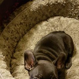 French Bulldog Puppies from Jaya French Bulldogs