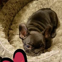 French Bulldog Puppies from Jaya French Bulldogs
