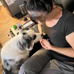 Aussiedoodle Puppies from Hearth&Hound Doodles