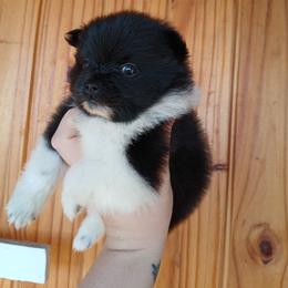 Snow White - Black parti female Pomeranian puppy in Ada, Oklahoma from Once Upon A Puff