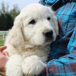 Boy 6 - male Golden Retriever puppy in Chehalis, Washington from Tradition Golden Retrievers