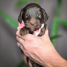 Jimmy - Phantom male Goldendoodle puppy in Cleveland, Tennessee from Edgewater Doodles & Designer Pups