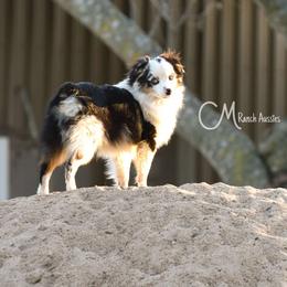Doc Holliday - Blue merle Toy Australian Shepherd puppy in Checotah, Oklahoma from CM Ranch Aussies