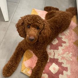 Poodle Puppies from Majestic Embrace