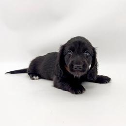 Sting (AKC solid black) - Black male Dachshund puppy in Waddell, Arizona from Neu Doxies