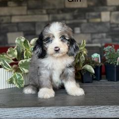Killeen - Tri-color female Double Doodle puppy in Millersburg, Ohio from T Sanctum