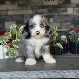 Killeen - Tri-color female Double Doodle puppy in Millersburg, Ohio from T Sanctum