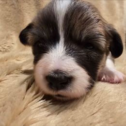 Noelle - Red female Pembroke Welsh Corgi puppy in Hebron, Kentucky from The Clever Corgi