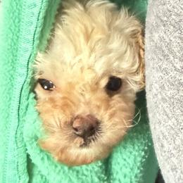 Goldendoodles, Maltipoos, and Yorkipoos from Gracie Doodles CT