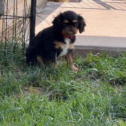 Bridget - Black and tan female English Toy Spaniel puppy in Pennsylvania from Enchanting Charlies