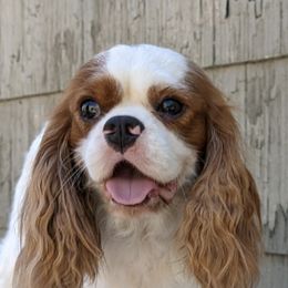Chrome - Cavalier King Charles Spaniel