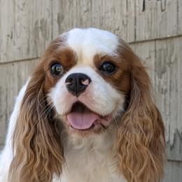 Chrome - Cavalier King Charles Spaniel