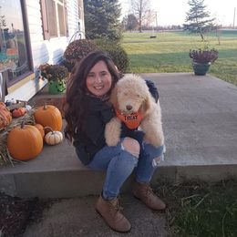 Goldendoodle All Grown Up from Lavender Field Doodles