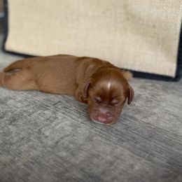 Boy 2 - Red male English Cocker Spaniel puppy in Ohatchee, Alabama from Otter Creek Kennels