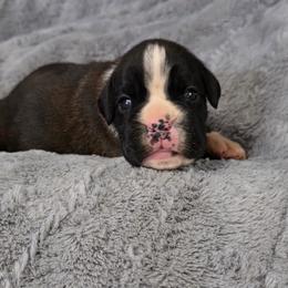Dee Dee - Brindle female Boxer puppy in Thompson, Pennsylvania from Moonlitboxers