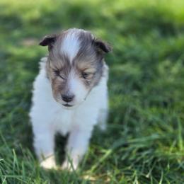 Miami - White and sable female Shetland Sheepdog puppy in Wiggins, Colorado from Enlia Shelties