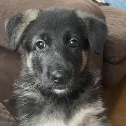 German Shepherds from Pure-Valor German Shepherds