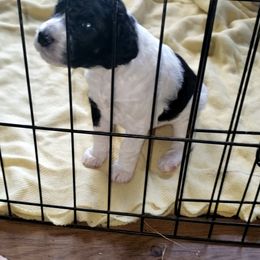 Girl 1 - Parti Poodle puppy in Orangevale, California from Four Aces Poodles