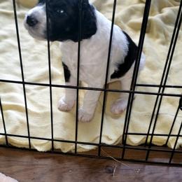 Girl 1 - Parti Poodle puppy in Orangevale, California from Four Aces Poodles