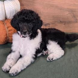 Emily - Parti female Poodle puppy in Bauxite, Arkansas from Mountain Ridge Poodles